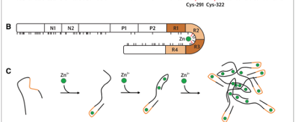 Acta Neuropathologica Com 2019