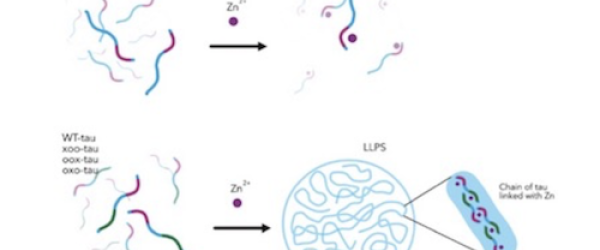 aggregation tau zinc