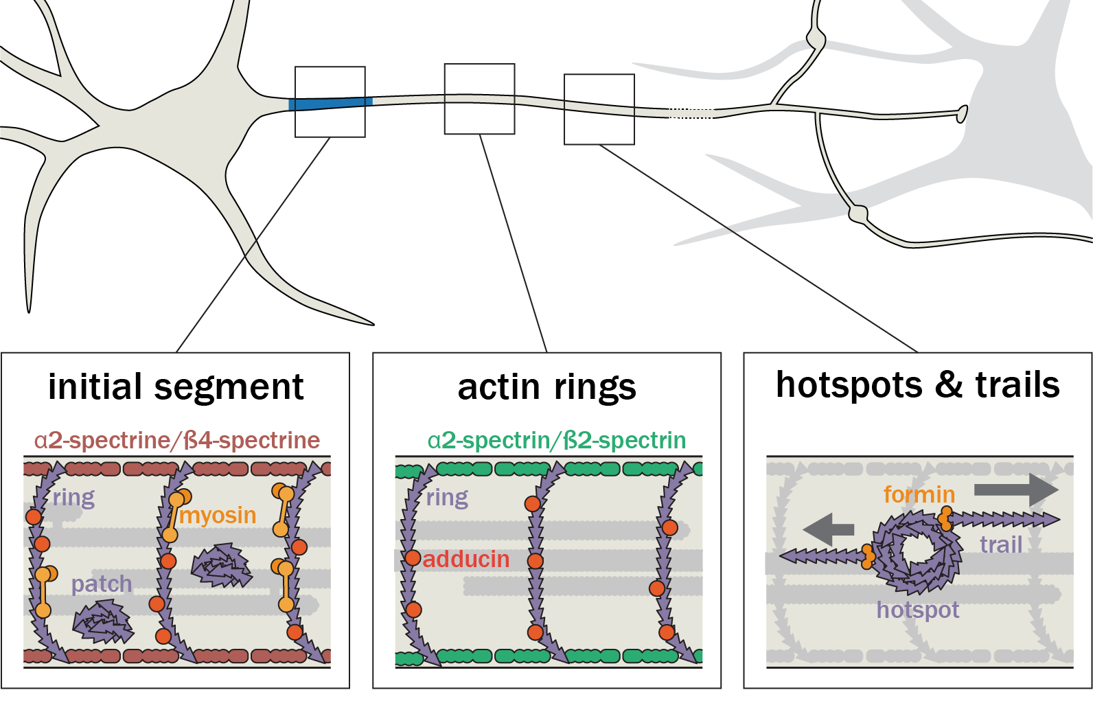 Organisation de l'actine au sein des axones