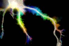 Color-coded time lapse of an hippocampal neuron in culture expressing a fluorescent membrane-targeted protein, showing waves along the neurites (rainbow colors).
