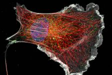 COS cell labeled for actin (grey), microtubules (red), clathrin (green) and DNA (DAPI).